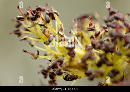 Asche Blumen, Fraxinus excelsior Stockfoto