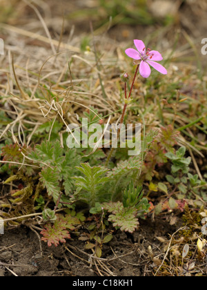 Gemeinsamen Stork es-Bill, Erodium cicutarium Stockfoto