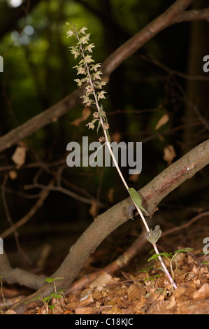 Violette Helleborine, Epipactis purpurata Stockfoto