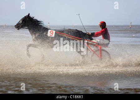 Trotter bei Pferderennen, kämpfen durch die Gischt an der Nordsee Wattenmeer, Cuxhaven-Duhnen, Niedersachsen, Norddeutschland Stockfoto