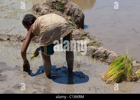 Frau Verpflanzung Reis Sämlinge (Oryza Sativa) heraus in einer überfluteten Reisfeld. Madagaskar. Stockfoto