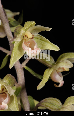 Violette Helleborine, Epipactis purpurata Stockfoto