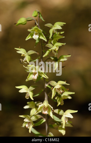 Violette Helleborine, Epipactis purpurata Stockfoto