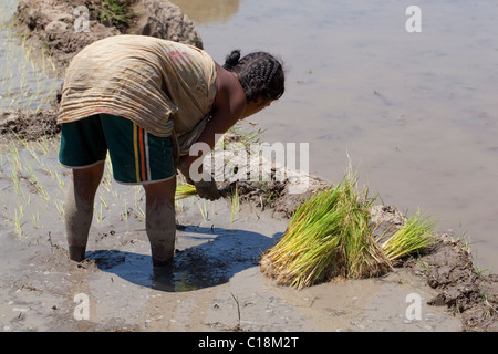 Frau Verpflanzung Reis Sämlinge (Oryza Sativa) heraus in einer überfluteten Reisfeld. Madagaskar. Stockfoto