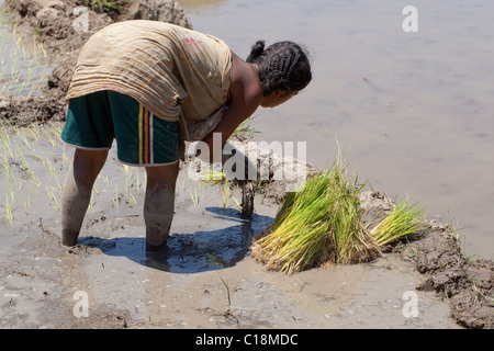 Frau Verpflanzung Reis Sämlinge (Oryza Sativa) heraus in einer überfluteten Reisfeld. Madagaskar. Stockfoto