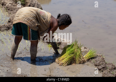 Frau Verpflanzung Reis Sämlinge (Oryza Sativa) heraus in einer überfluteten Reisfeld. Madagaskar. Stockfoto