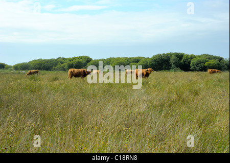 Vieh auf Cors Fochno Stockfoto