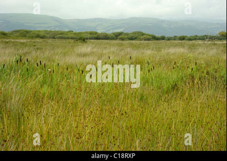 CORS Fochno Stockfoto