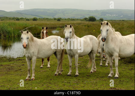 Weiße Ponys am Cors Fochno Stockfoto