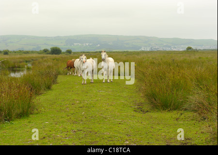 Weiße Ponys am Cors Fochno Stockfoto