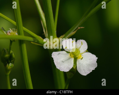 Wasser-Wegerich, Alisma Plantago-aquatica Stockfoto