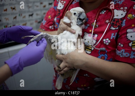 Tierärzte zu besuchen einen verletzten White Cockatoo in einem Haustier-Krankenhaus in Condesa, Mexiko-Stadt, Mexiko, 11. Februar 2011. Stockfoto