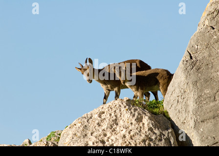 Erwachsene weibliche spanische Steinböcke mit ihrem Kalb auf Berg Gesicht blickte Stockfoto