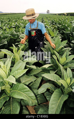 USA, Bundesstaat Pennsylvania Amish Region, Tabakanbau Stockfoto