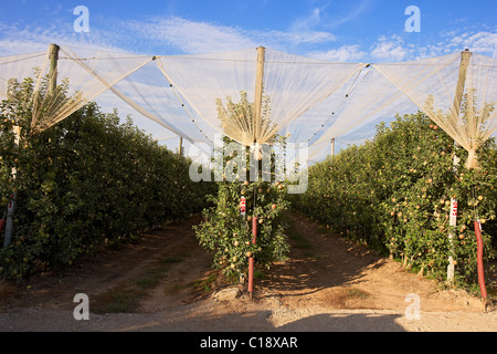 Apple Tree net Schutz gegen Hagelschlag in LLEIDA. Spanien. Stockfoto