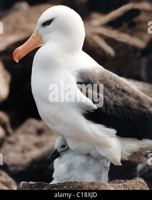 Black - Browed Albatros (Mollymawk) mit Küken. Höhenplan. Stockfoto