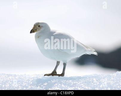 Verschneiten Scheidenschnabel (Chionis Alba) auch bekannt als eine blasse Gesicht Scheidenschnabel oder Paddy. In der Regel im Pinguin-Kolonien in der Antarktis gefunden. Stockfoto