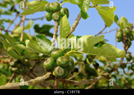 Gemeinsame Feigenbaum (Ficus Carica) mit Früchten Stockfoto