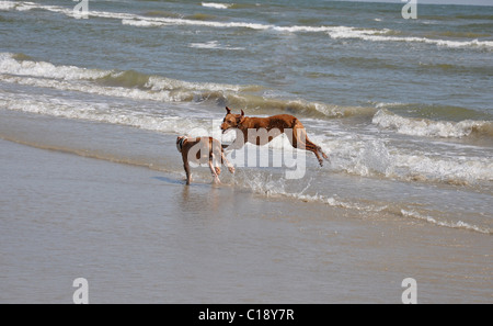 zwei Hunde an einem Ozeanstrand in der Sonne spielen Stockfoto