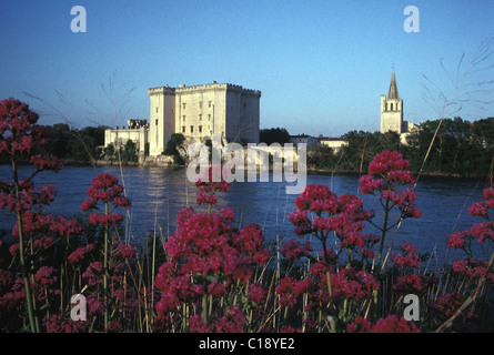 Frankreich, Bouches-du-Rhône, Tarascon, König Rene Burg des 14./15. Jahrhundert am Rhône-Ufer Stockfoto