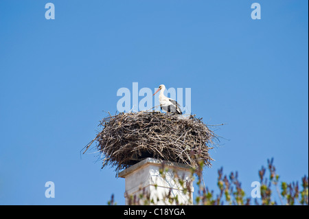 Storchennest mit einem Storch (Ciconiidae) thront auf einem Nest über einen Schornstein, Krumbach, Niederösterreich, Österreich Stockfoto