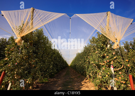 Apple Tree net Schutz gegen Hagelschlag in LLeida. Spanien. Stockfoto