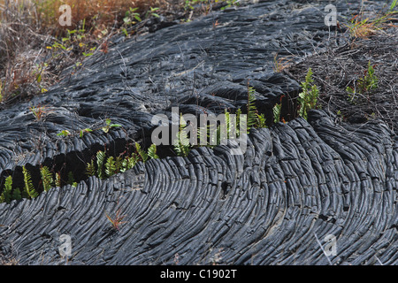 Gekühlte Lava im Vulkan-Park an der südlichen Küste von Big Island, Hawaii, USA Stockfoto