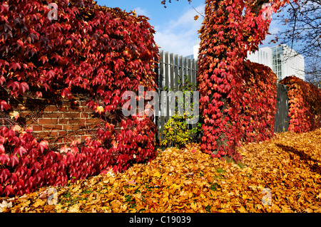 Bewachsenen Baum und Mauer, Boston-Efeu (Parthenocissus Tricuspidata), München, Bayern, Deutschland, Europa Stockfoto