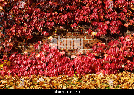 Bewachsenen Wand, Boston-Efeu (Parthenocissus Tricuspidata), München, Bayern, Deutschland, Europa Stockfoto