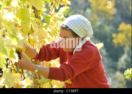 Frau, die Kommissionierung, Trauben, Weinlese, Rebhang, Stuttgart, Baden-Württemberg, Deutschland, Europa Stockfoto