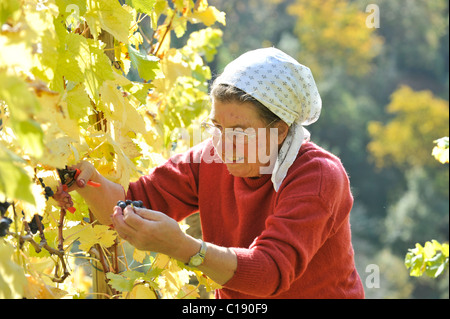 Frau, die Kommissionierung, Trauben, Weinlese, Rebhang, Stuttgart, Baden-Württemberg, Deutschland, Europa Stockfoto