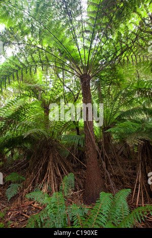 gemäßigten Regenwald, Great Otway National Park, Victoria, Australien Stockfoto