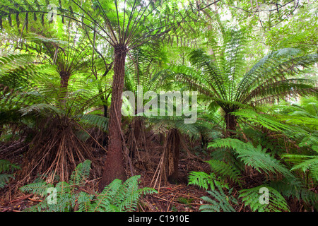 gemäßigten Regenwald, Great Otway National Park, Victoria, Australien Stockfoto