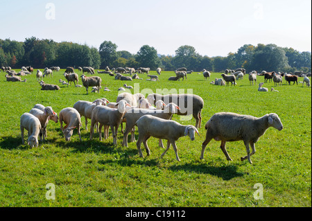 Schafe und Lämmer (Ovis Aries) Stockfoto
