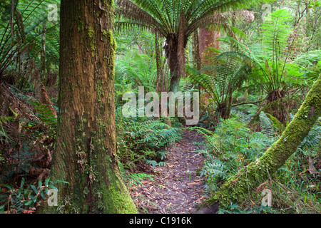 Wanderweg durch gemäßigten Regenwald, Great Otway National Park, Victoria, Australien Stockfoto