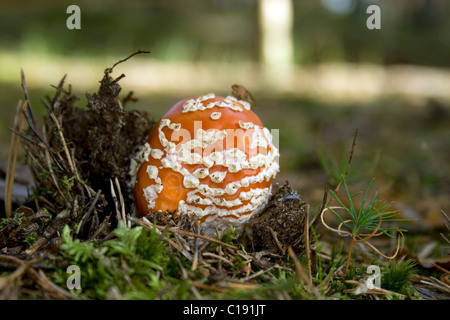 Fly agaric (Amanita muscaria) Stockfoto