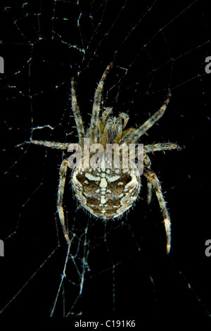 Europäische Gartenkreuzspinne (Araneus Diadematus) oder Diadem Spinne im Netz Stockfoto