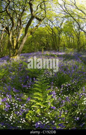 Englisch-Glockenblumen größere Stitchwort in Mai Hyacinthoides non-Scripta alten Traubeneichen Eichenwald Helmeth Holz Kirche Stretton Stockfoto