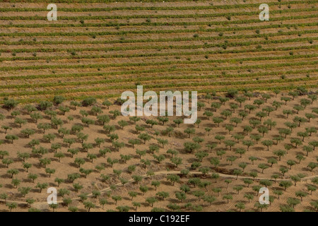 Weinberg und Olivenbaum Plantage aus der CARM und VDS-Firma, Douro superior Bereich Nord Portugal, Portugal, Europa Stockfoto