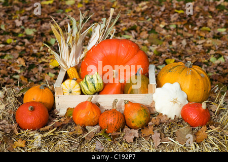 Kürbis und Mais auf den Kolben in einer Holzkiste auf Stroh, Blätter im Herbst Stockfoto