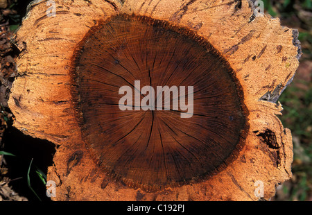 Holzindustrie (Zerschneiden der Baumstamm Korkeiche) Stockfoto