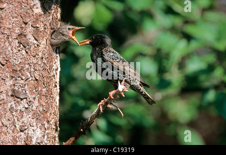 European Starling, gemeinsame Starling oder Star (Sturnus Vulgaris) im nest Stockfoto