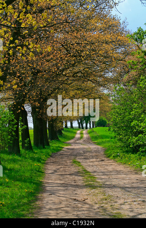 Allee der Bäume entlang einem Pfad, Mecklenburger Seenplatte, Mecklenburg-Western Pomerania, Deutschland, Europa Stockfoto