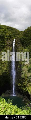 Akaka Falls, Akaka Falls State Park in der Nähe von Hilo, Big Island, Hawaii, Hawaii, USA Stockfoto