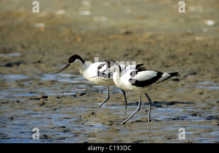 Trauerschnäpper Säbelschnäbler (Recurvirostra Avosetta), paar auf der Suche nach Nahrung, Insel Texel, Holland, Europa Stockfoto