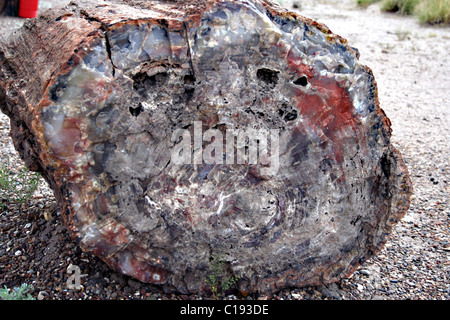 Versteinerte Log, gesehen in den Petrified Forest National Park, Navajo und Apache County, Arizona, USA Stockfoto