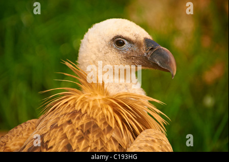 Euracian Gänsegeier (abgeschottet Fulvus), einheimische Vögel der Insel Cres, Beli, Insel Cres, Kroatien Stockfoto