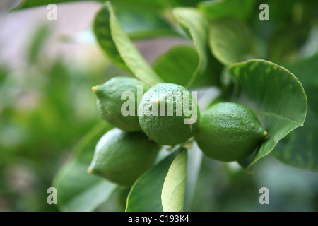 Frische unreife Zitronen am Baum Stockfoto