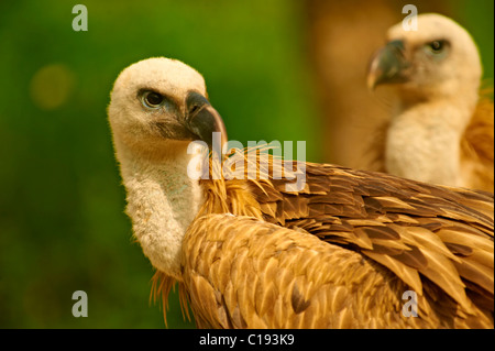 Euracian Gänsegeier (abgeschottet Fulvus), einheimische Vögel der Insel Cres, Beli, Insel Cres, Kroatien Stockfoto