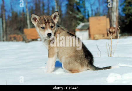 Sled Dog oder Husky Welpen sitzen im Schnee Stockfoto